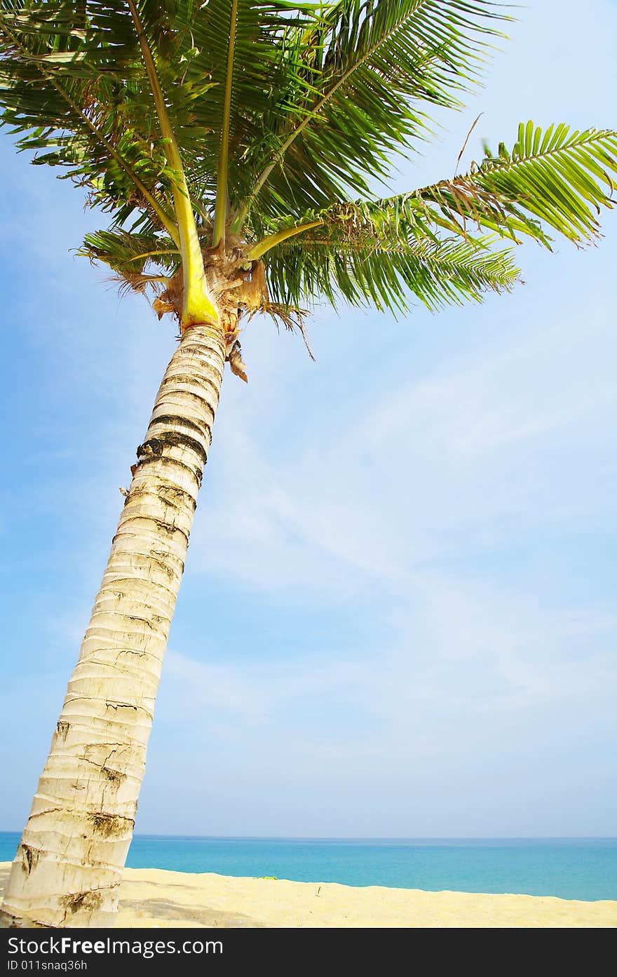 View of nice tropical empty sandy beach with some palm. View of nice tropical empty sandy beach with some palm