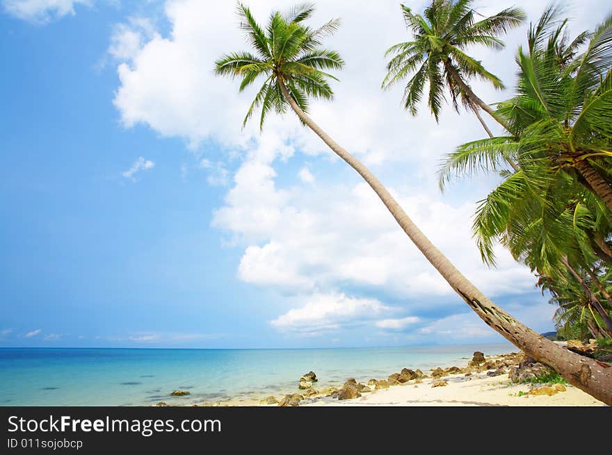 View of nice tropical empty sandy beach with some palm. View of nice tropical empty sandy beach with some palm