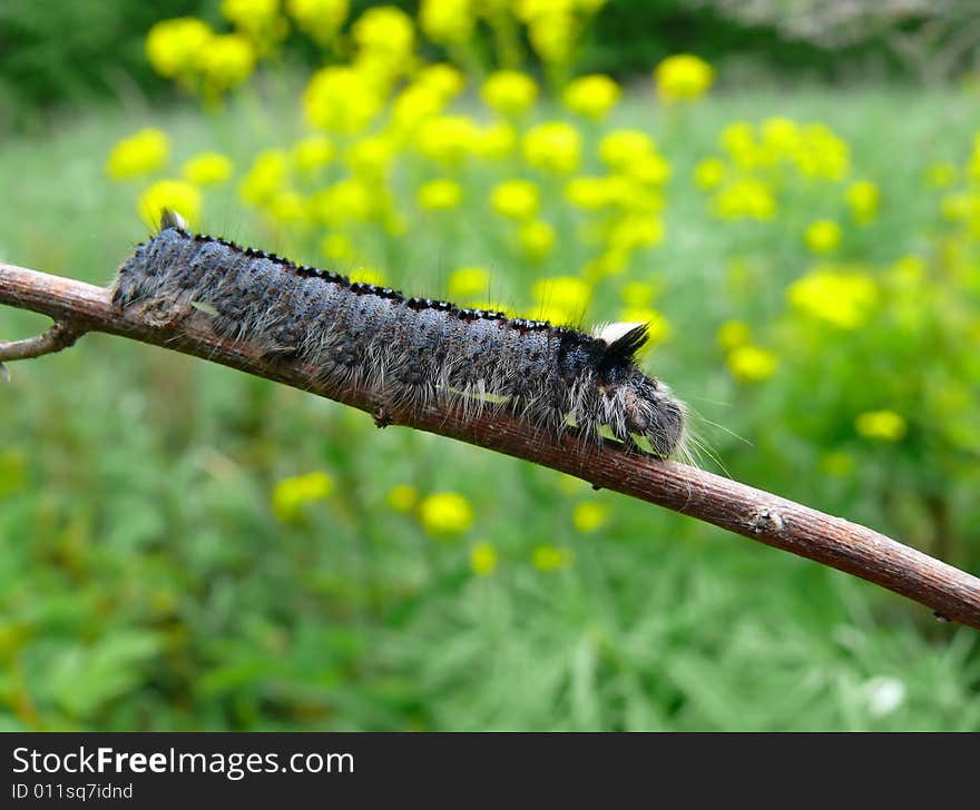 A close-up of the grey-blue caterpillar with long hair on its head on rod. Russian Far East, Primorye. A close-up of the grey-blue caterpillar with long hair on its head on rod. Russian Far East, Primorye.