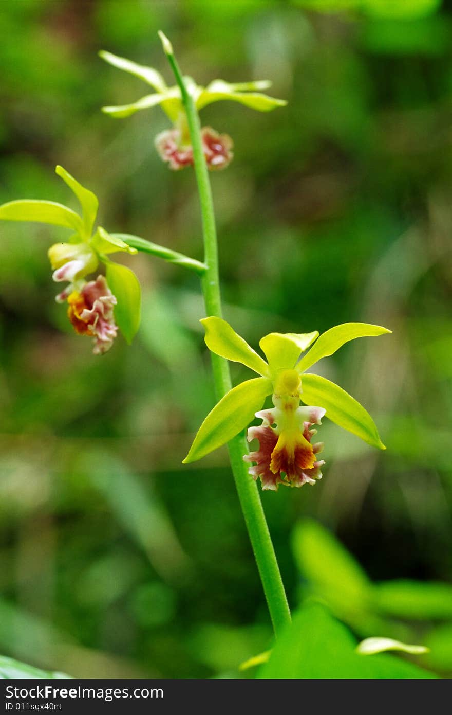 Wild Orchids