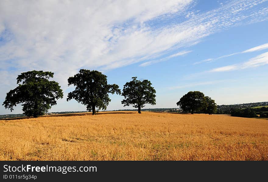 Countryside In The Evening