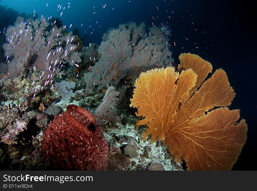 Beautiful seafan,barrel sponge and gorganians with fishes swimming around it. Beautiful seafan,barrel sponge and gorganians with fishes swimming around it.