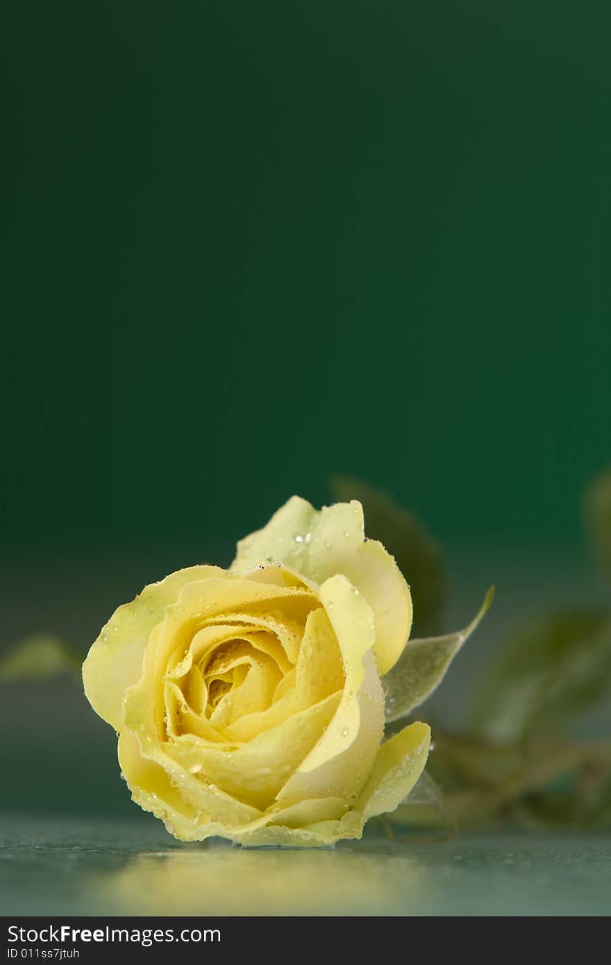 Close-up view of nice fresh yellow rose on green back