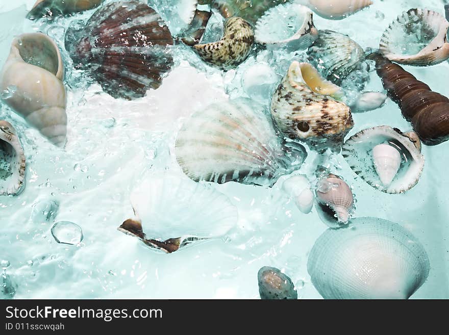 Close up view of different kind of shells  on splashing water background