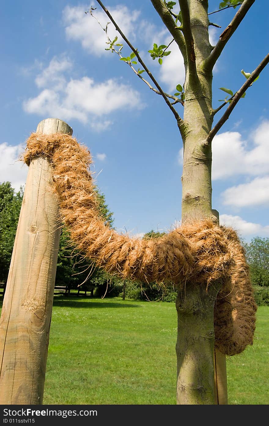 Young tree supported by a rope on a background of the landscape.