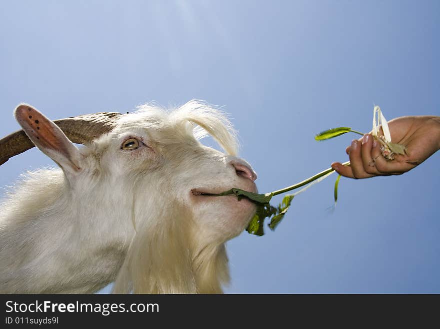 White goat eating out of a child's hand.