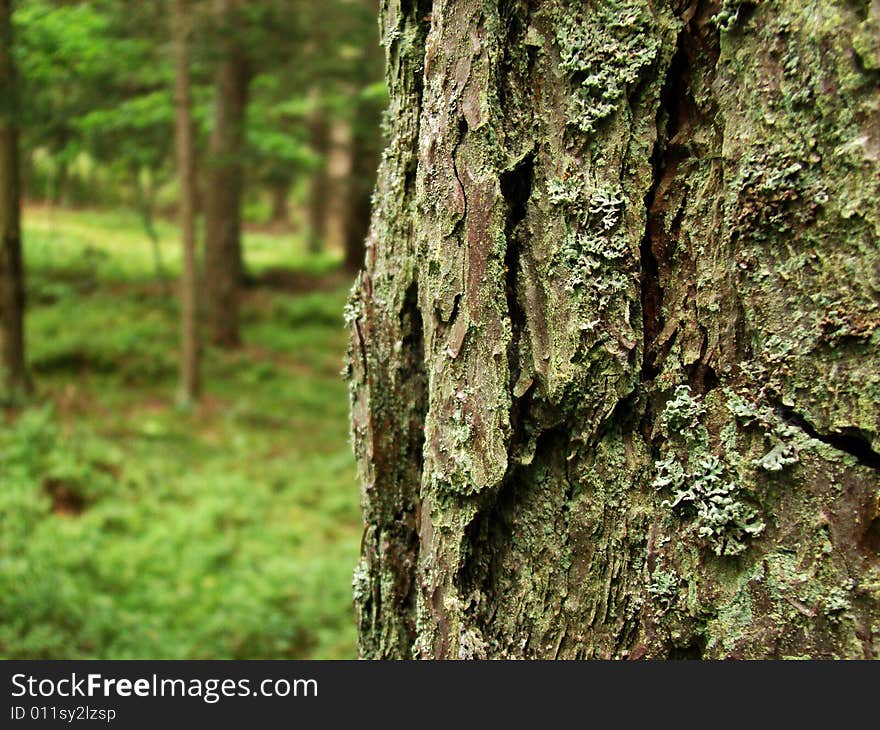 Pines' bark in the half of photo