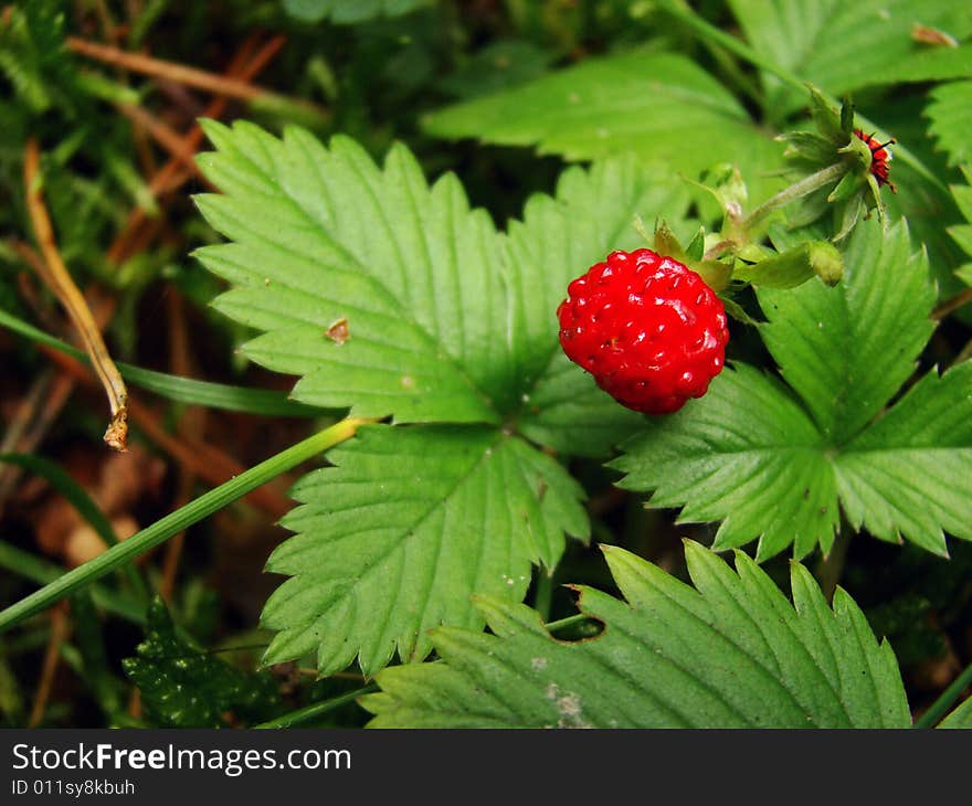 Strawberry in the right side of the photo