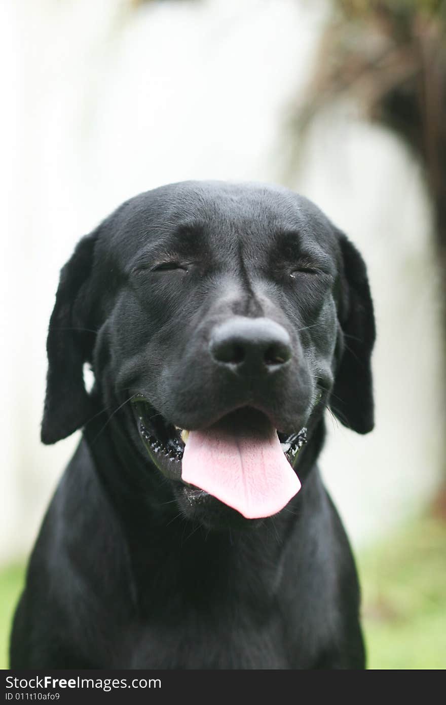 A black labrador retreiver with his smile. A black labrador retreiver with his smile