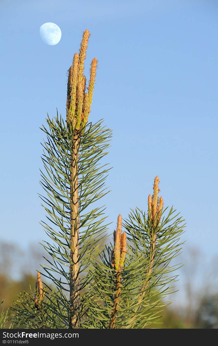 Blossoming pine