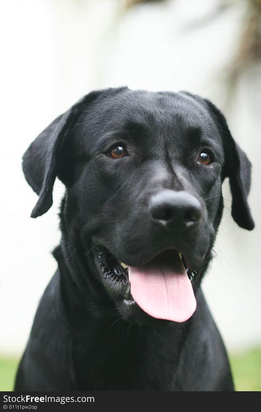 A black labrador retreiver with his smile. A black labrador retreiver with his smile