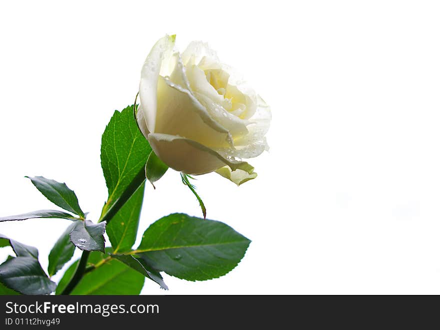 White rose