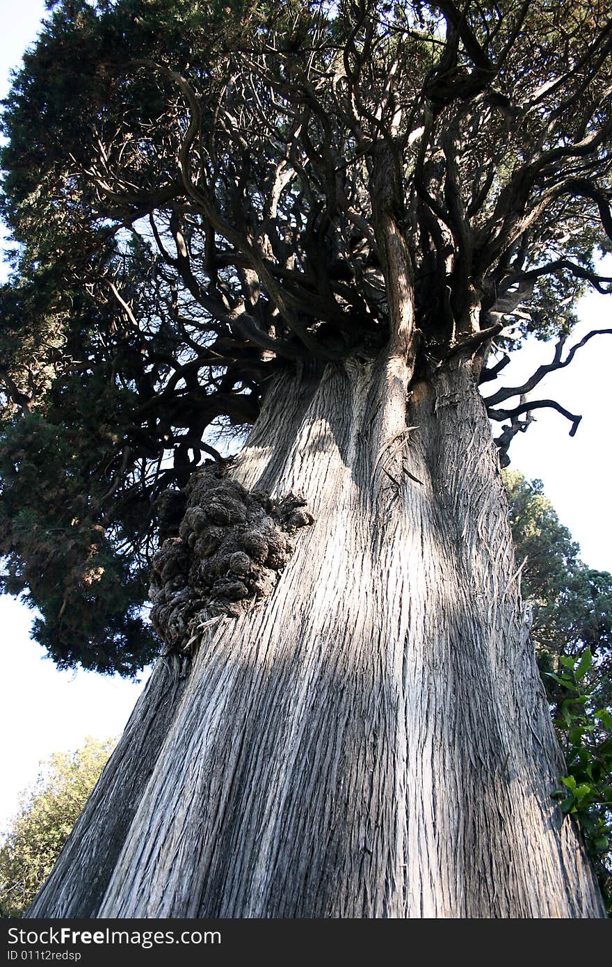 Shot of big old tree from below. Shot of big old tree from below.