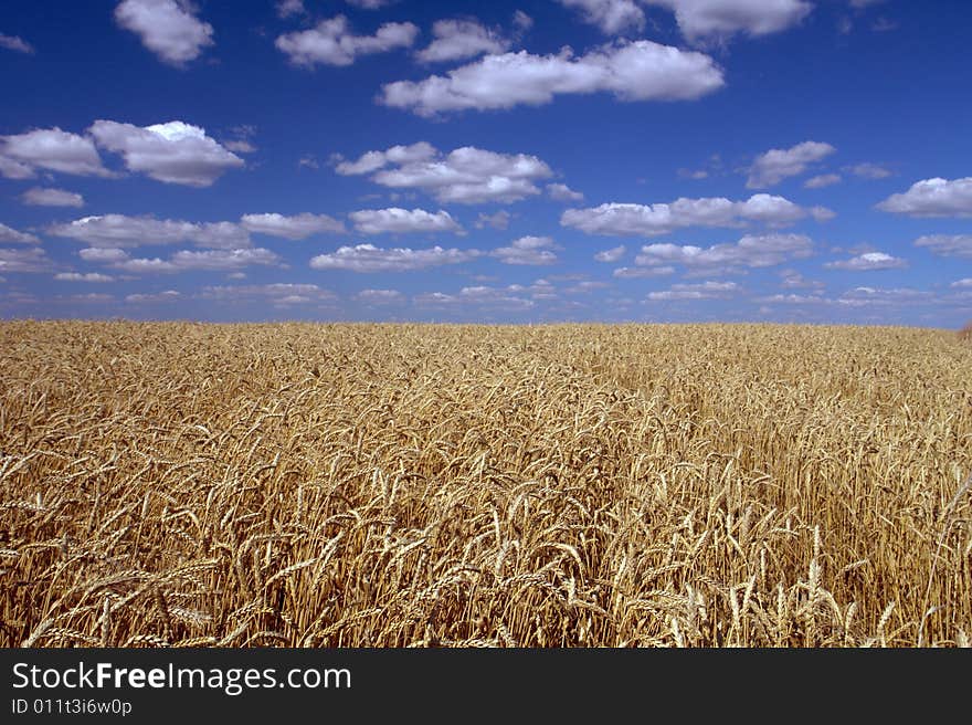 Wheat on a blue background