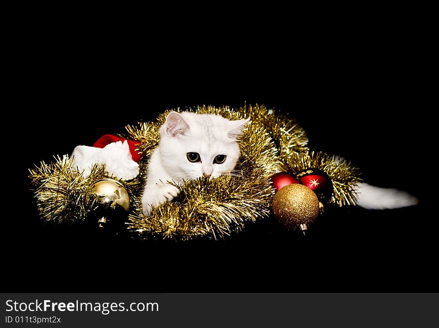 White christmas kitten isolated on black.