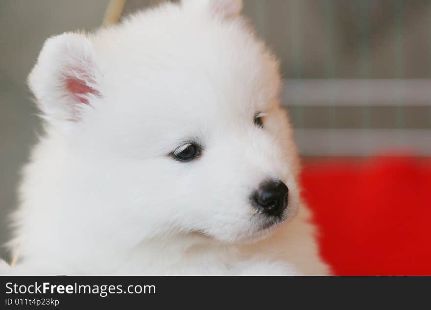 White puppy in the park with cute face. White puppy in the park with cute face