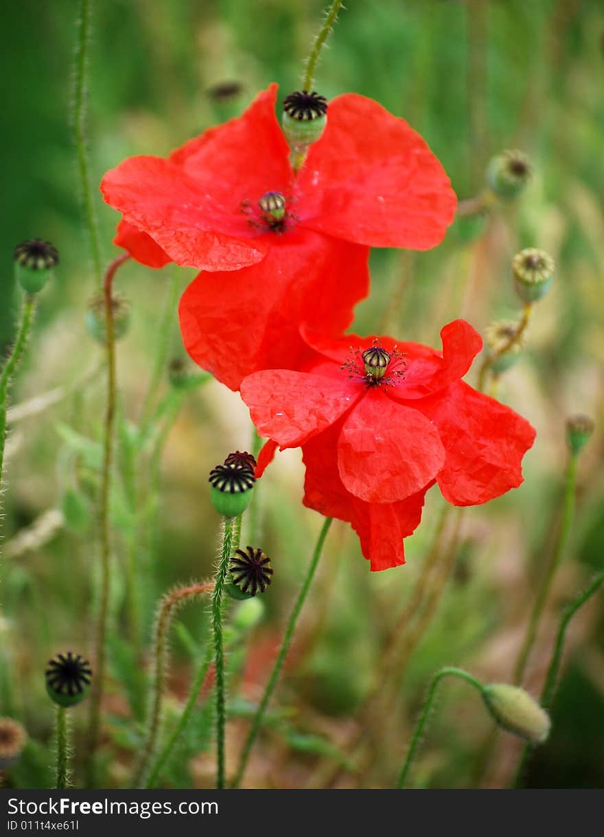 Shot of some poppy flowers and seed heads in late summer. Shot of some poppy flowers and seed heads in late summer