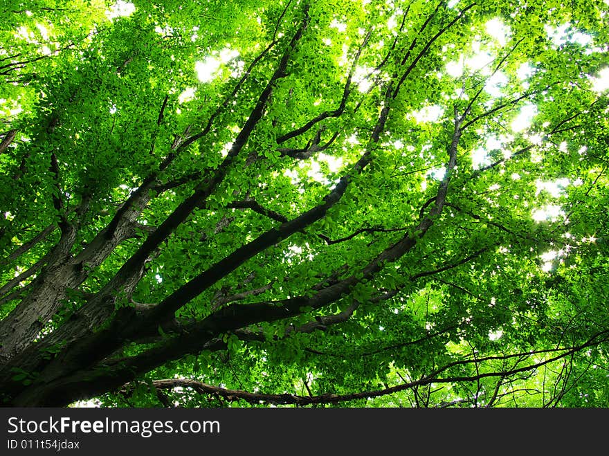 Green leaves background in sunny day