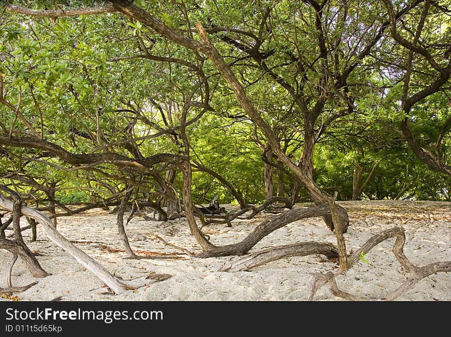 Twisted Trees on Beach