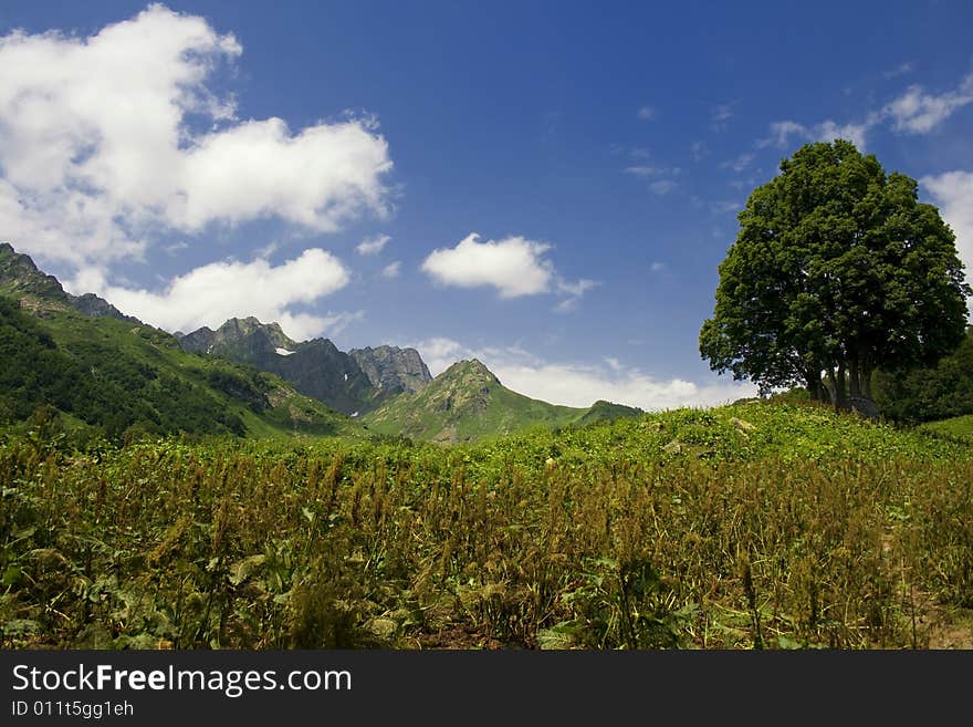 The Alpine meadows