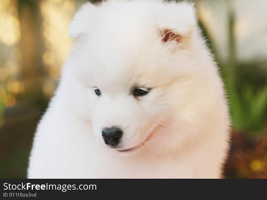 White puppy in the park with smiling face. White puppy in the park with smiling face