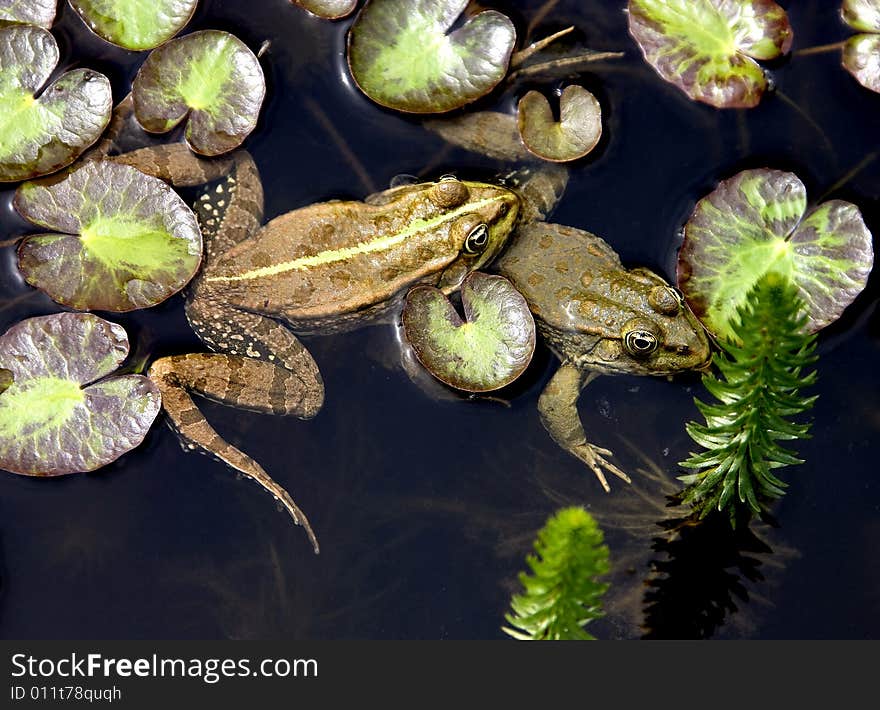 Couple of frogs in the pond. Couple of frogs in the pond