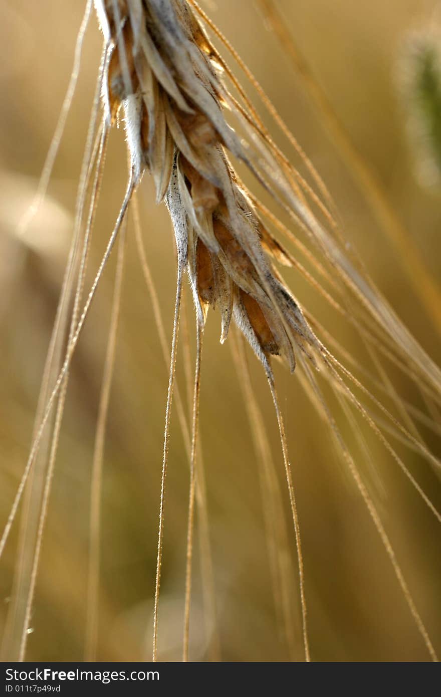 Golden wheat