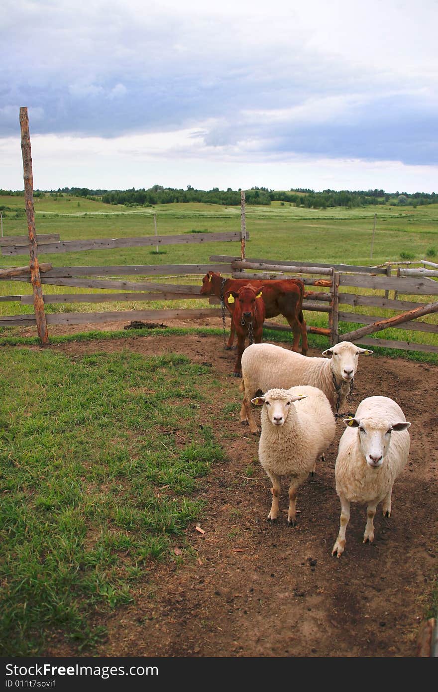 Sheeps and calfs in pasture-ground. Sheeps and calfs in pasture-ground