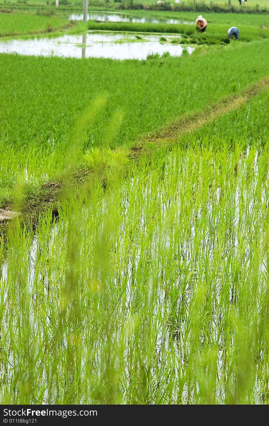 Farmer working in the paddyfield