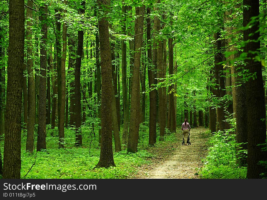 A path  is in the green forest. A path  is in the green forest