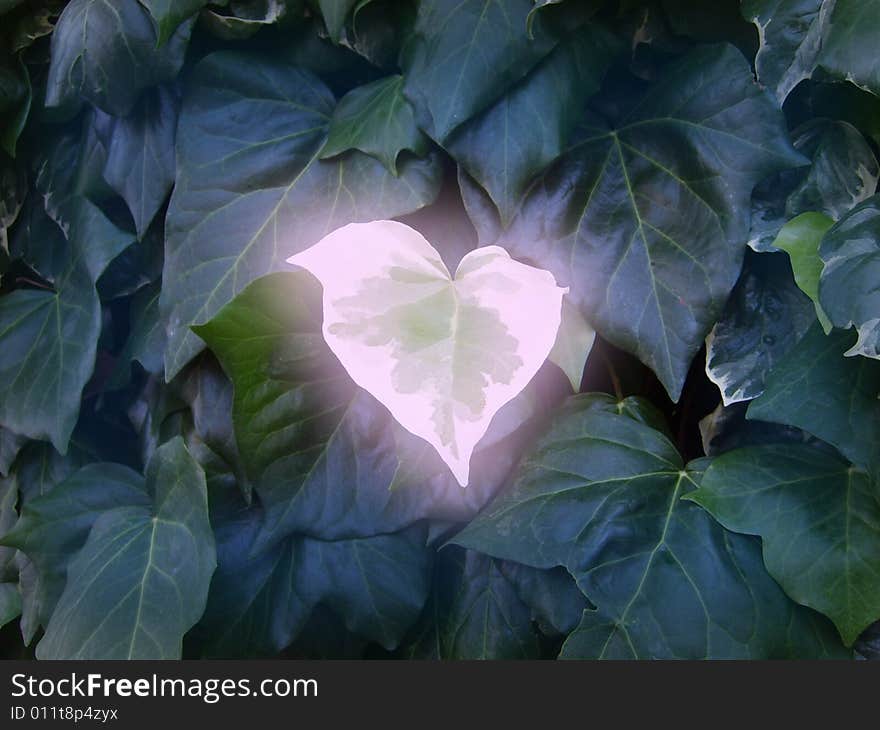 Glowing Leaf