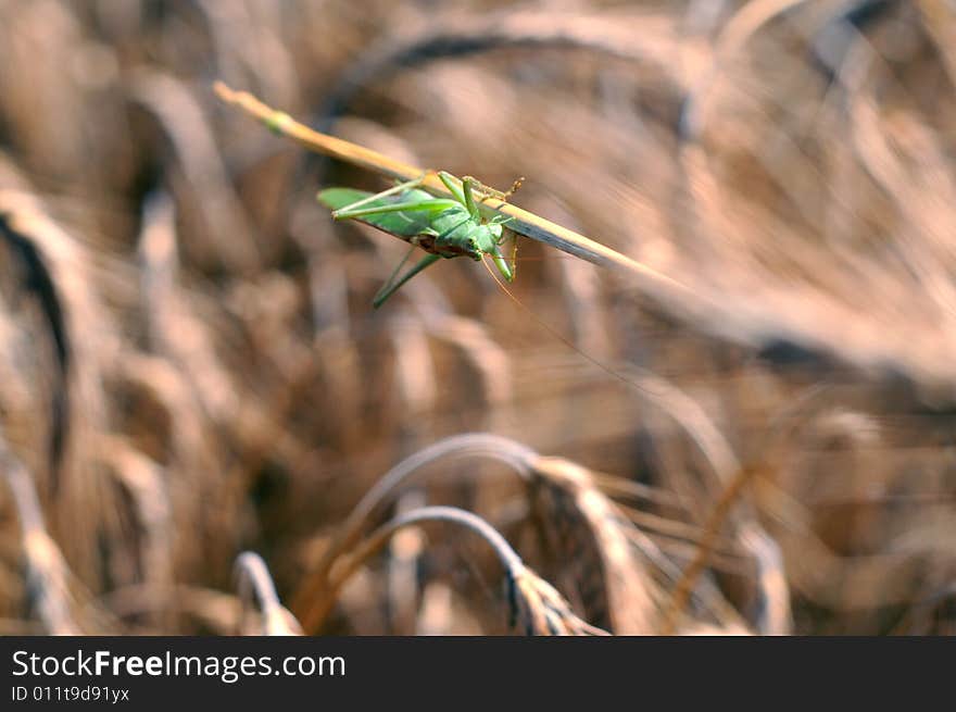 Green grasshopper on color background