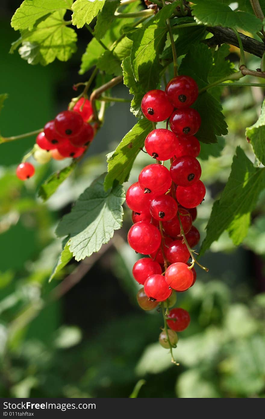 Red currant