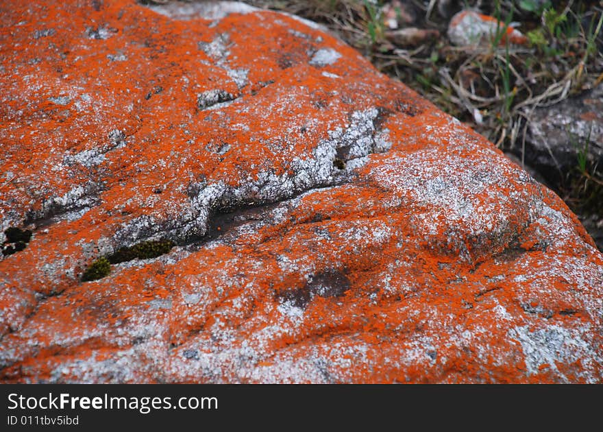 Red lichen on the grey stone