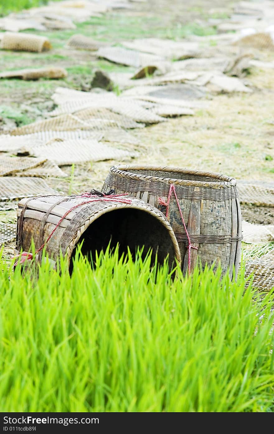 The paddy field .shoot it in South China