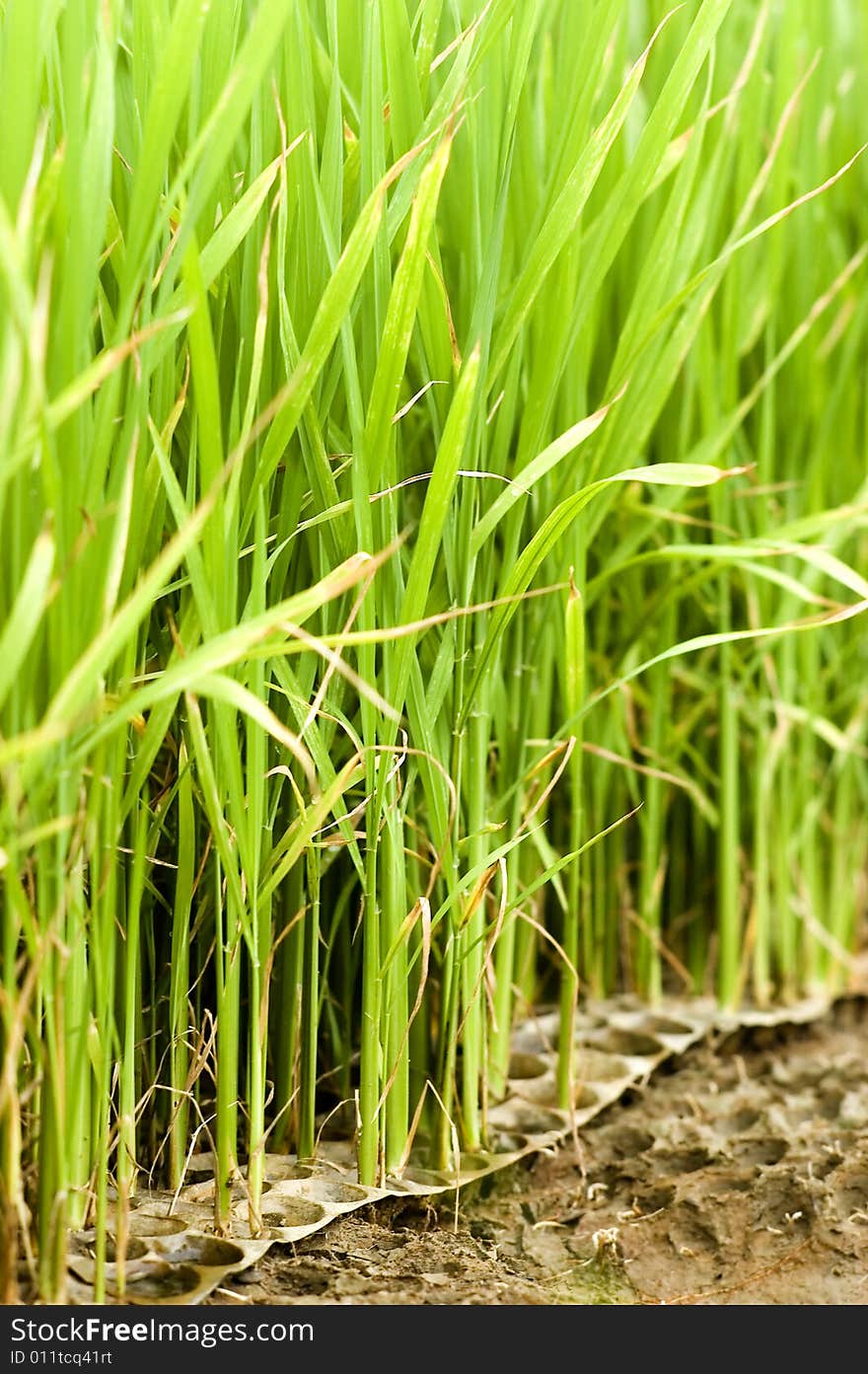 The paddy field .shoot it in South China