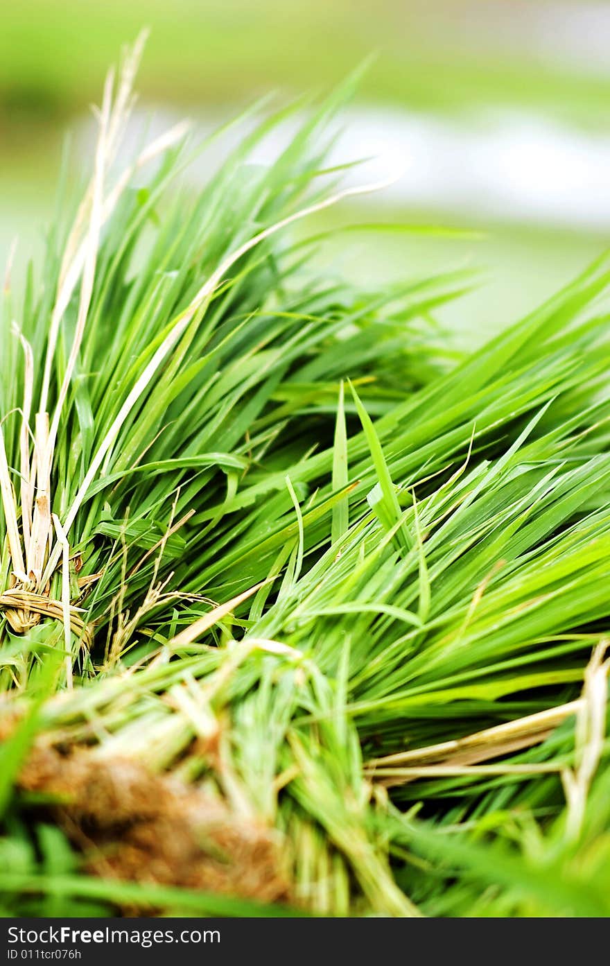 The paddy field .shoot it in South China