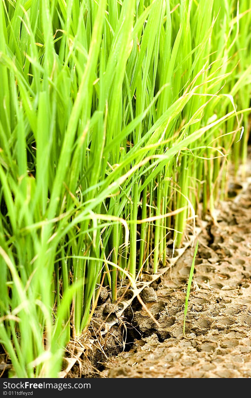 The paddy field .shoot it in South China