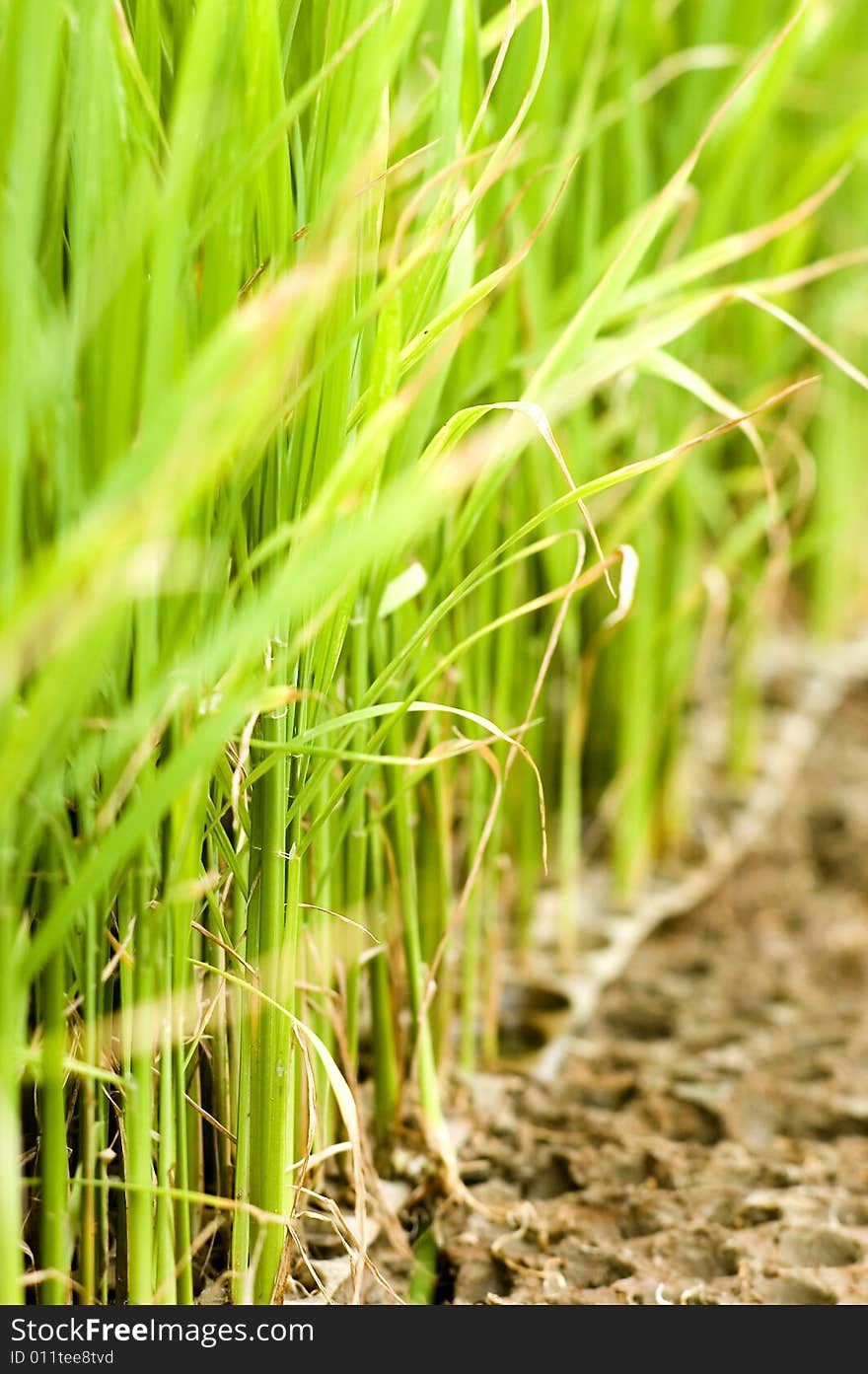 The paddy field .shoot it in South China