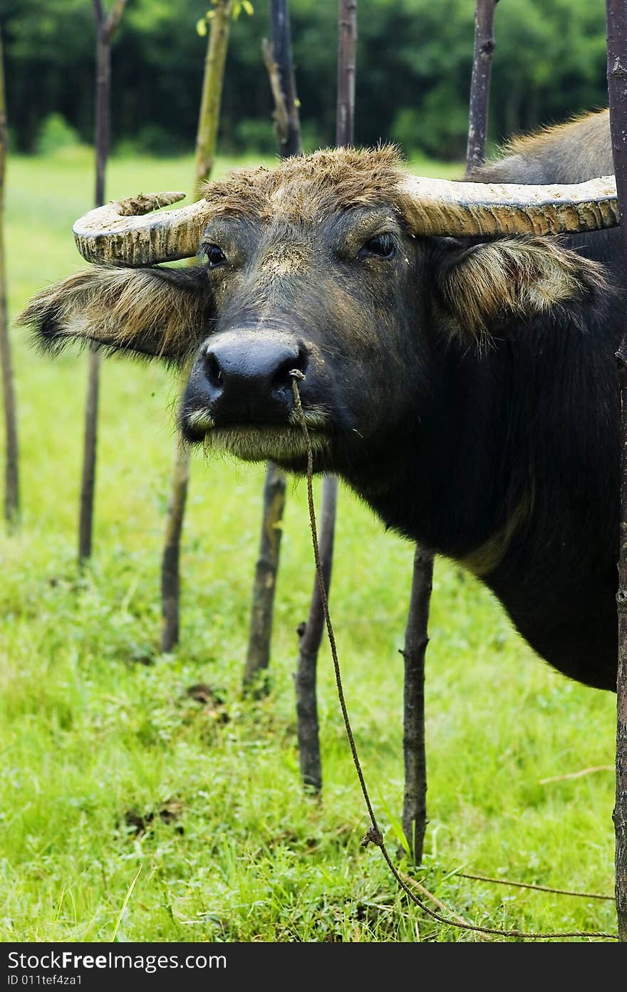 The water buffalo at the meadow