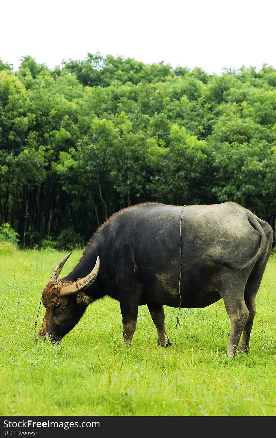 Water buffalo