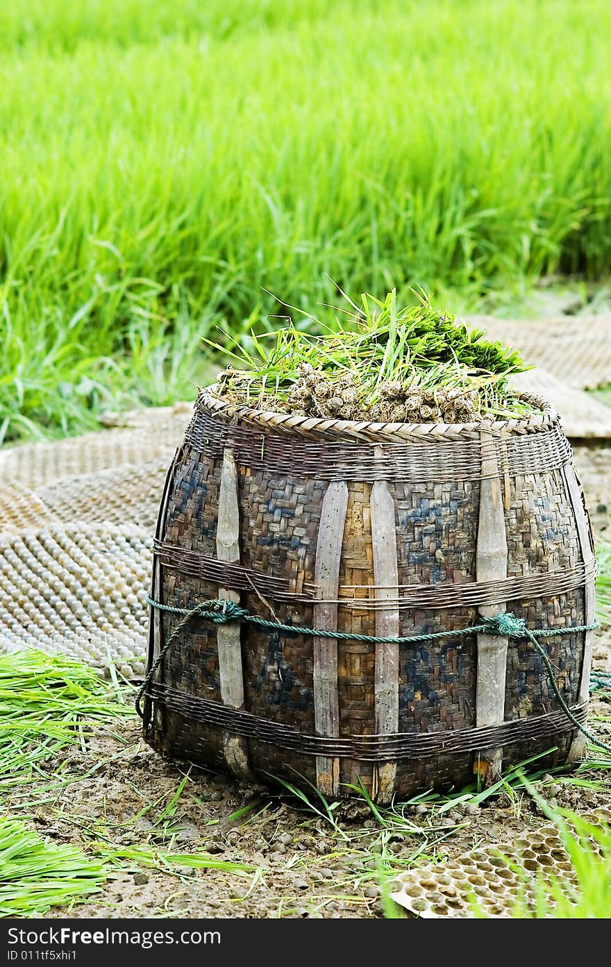 The paddy field .shoot it in South China