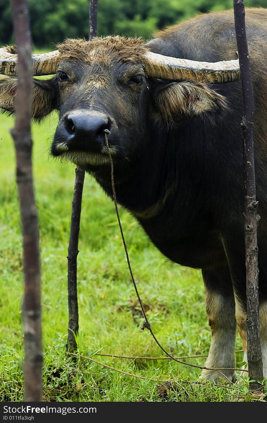 Water buffalo