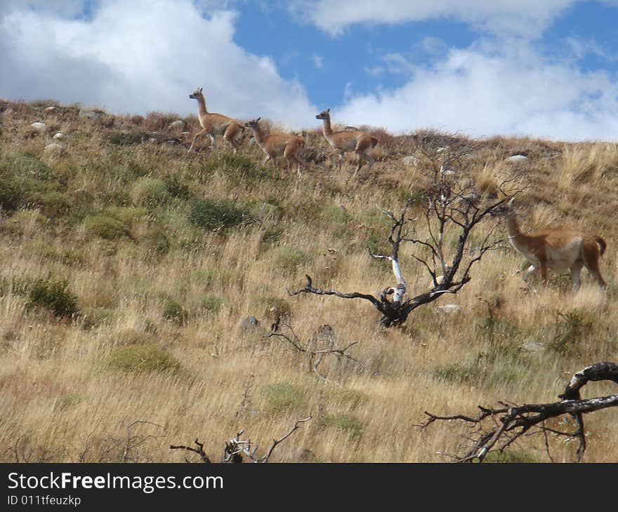 Group of wild Lama