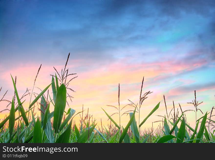 Cornfield with background of spectacular cloudscape.