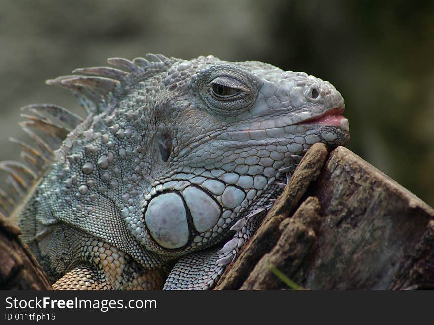 Iguana