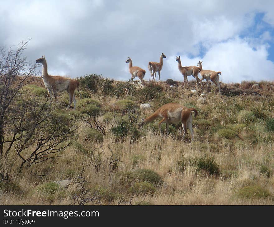 Group of wild Lama 2