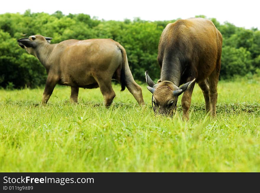 The water buffalo at the meadow