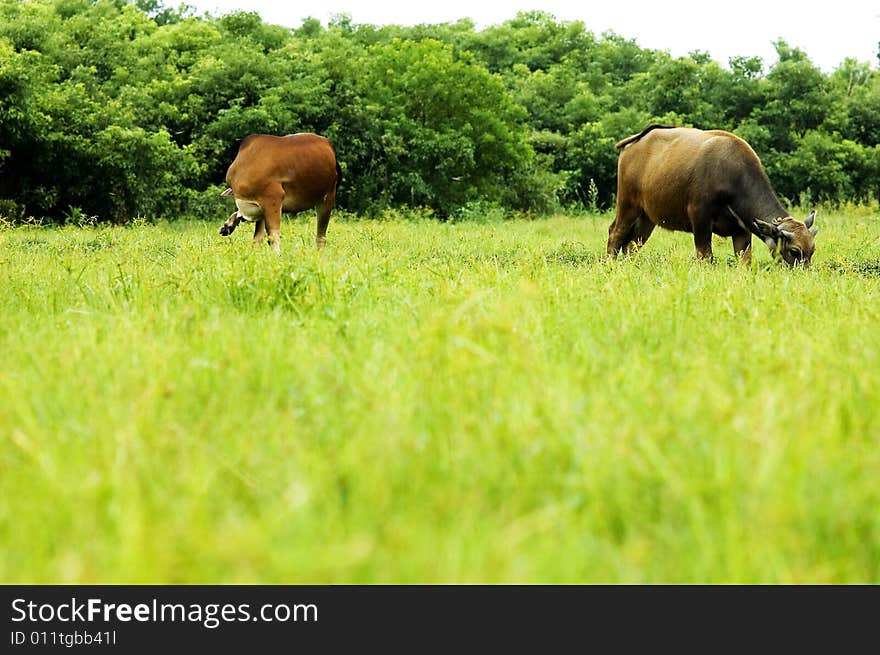 The water buffalo at the meadow