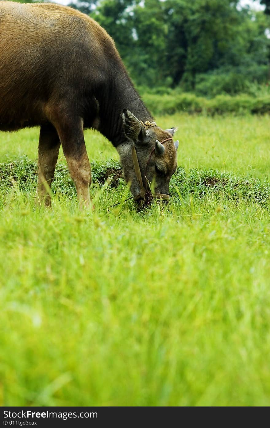 Water buffalo